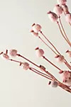 Preserved Papaver Bunch | Anthropologie (US)