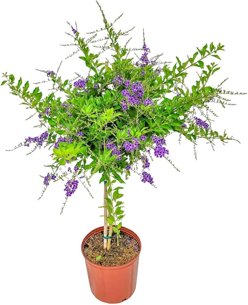 Duranta Tree Live Plant - Purple Showers - Overall Height 36" to 42" - Tropical Plants of Florida... | Amazon (US)