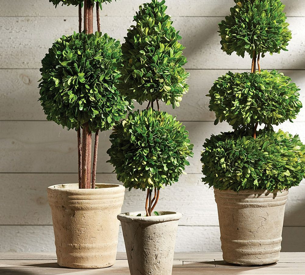 Preserved Boxwood Potted Plants | Pottery Barn (US)