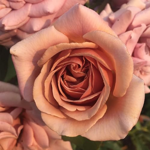Heirloom Floribunda Roses, Live Own Root Plant, Koko Loko™ | Amazon (US)
