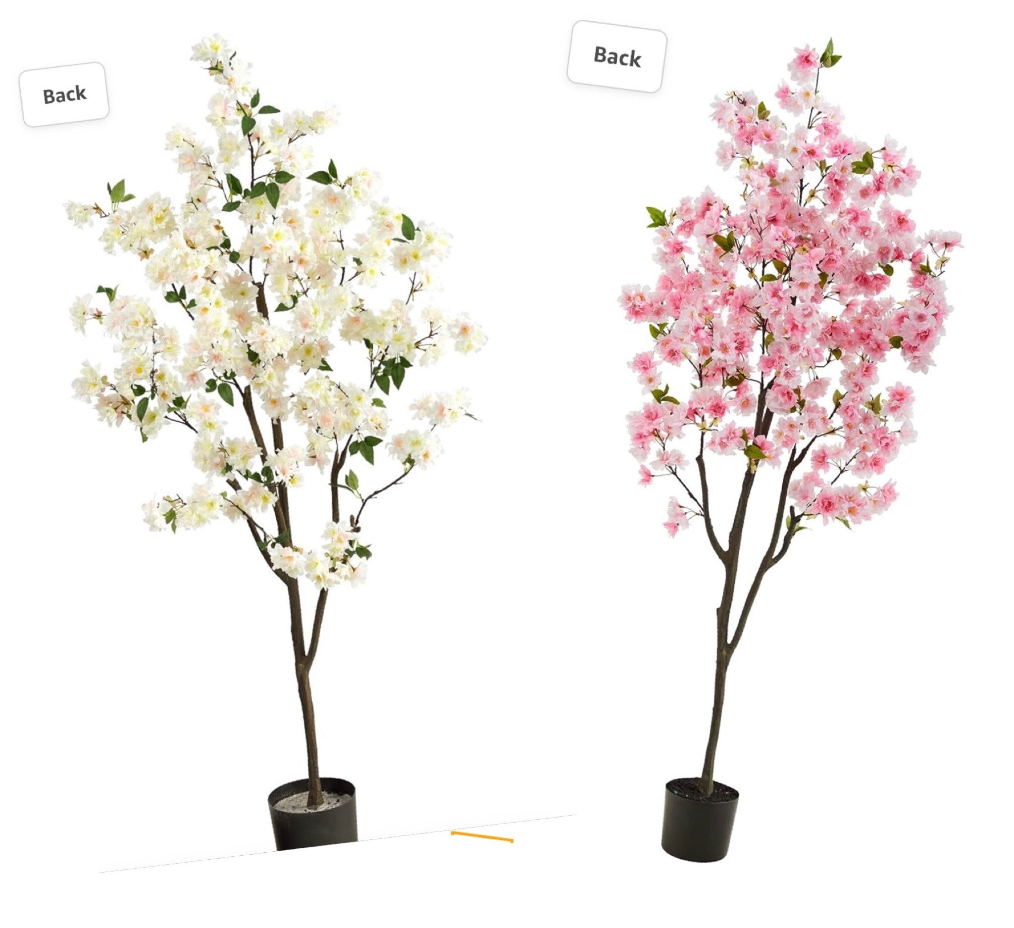 Cherry blossom 6ft trees