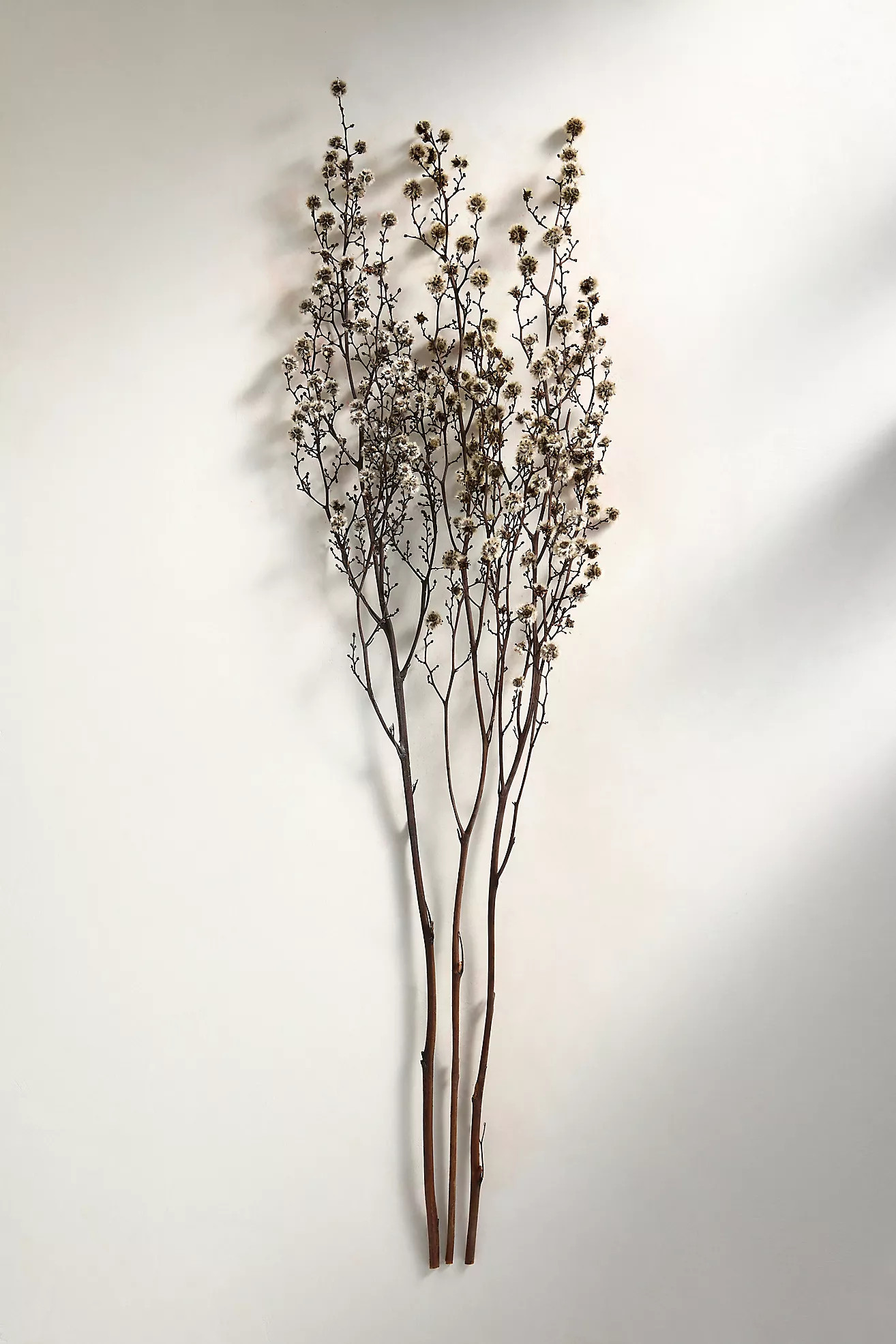 Dried Stirlingia Bunch | Anthropologie (US)
