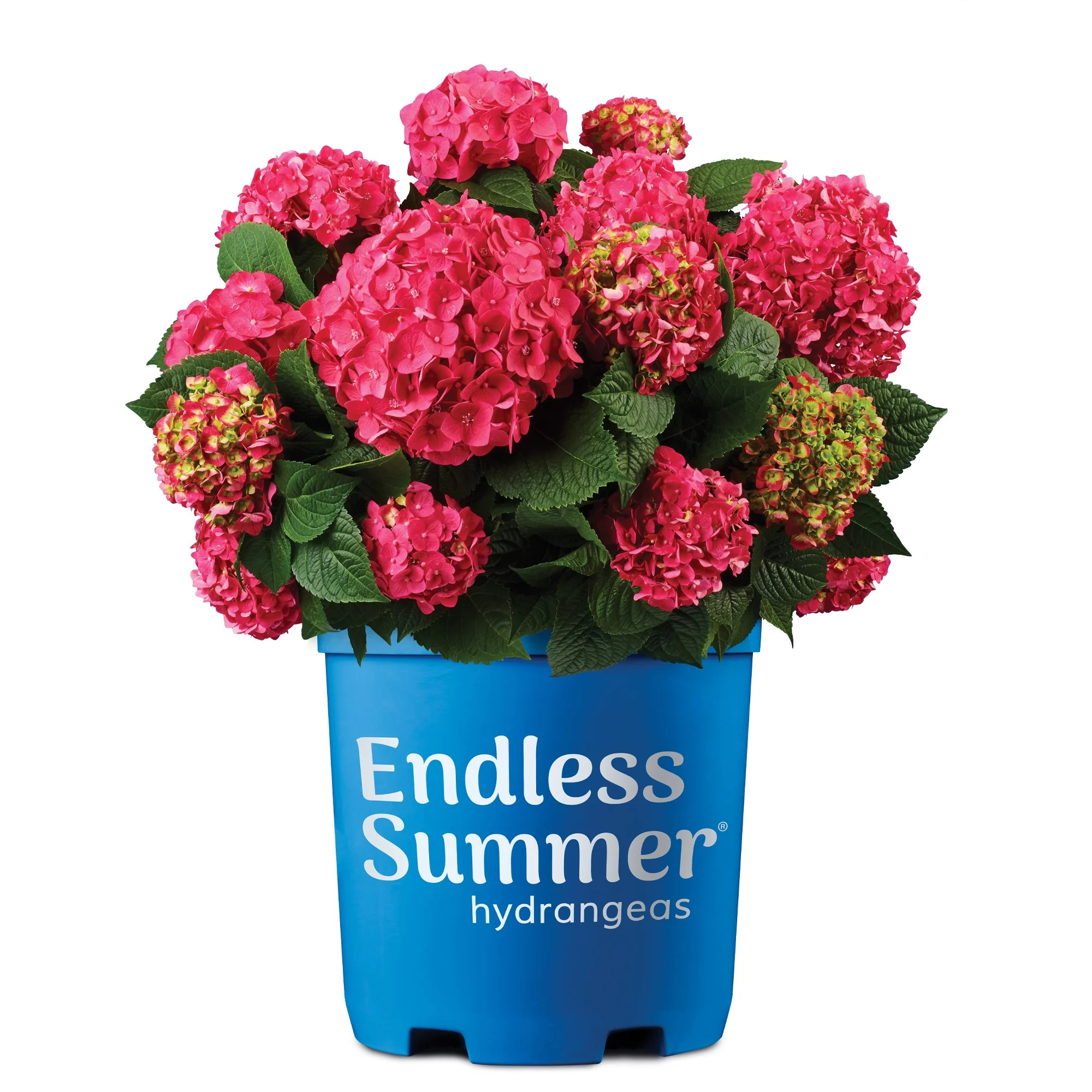 Endless Summer Summer Crush Reblooming Hydrangea Live Shrub in 1-Gallon Grower Pot | Walmart (US)