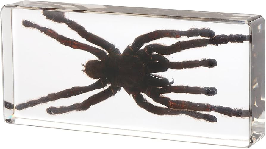 Taxidermy Spider, Real Spider Specimens Animal Specimen in Resin for Science Classroom Science Ed... | Amazon (US)