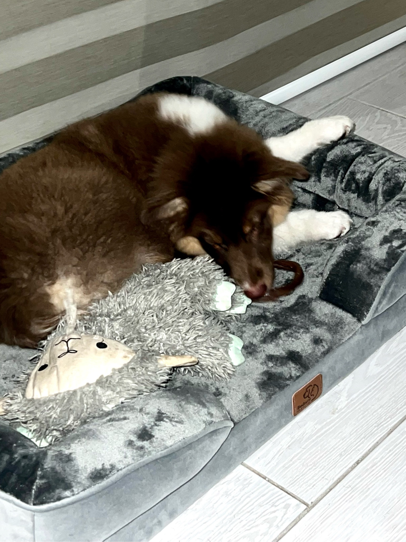 teething rings in full effect

#dogsofinstagram #aussie #australianshepherd #puppy #redtriaussie #dailywoof #weeklyfluff #nature #playful #australianshepherdworld #australianshepherdofinstagram #australianshepherdpuppy #healthy 

#LTKFind #LTKfamily