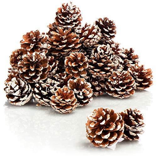 COM-FOUR® 30x Tannenzapfen weiße Spitze - Pinienzapfen als Weihnachtsdekoration - Zapfendeko - Streudeko - Bastelset - Weihnachtsschmuck (30 Stück - weiße Spitze) | Amazon (DE)