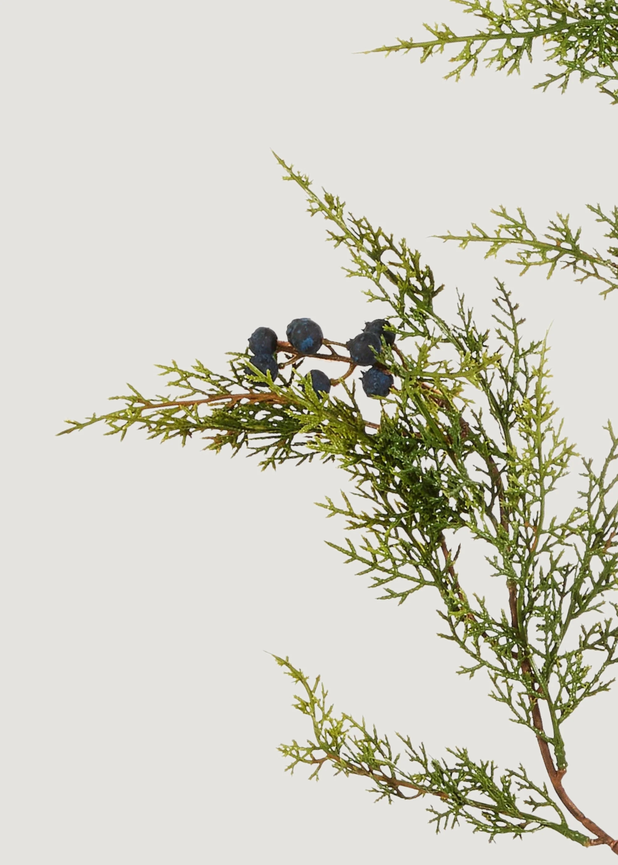 Fake Winter Juniper Branch | Artificial Holiday Greens at Afloral | Afloral