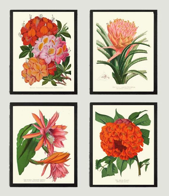 Botanical Tropical Flowers Art Print Set of 4 Beautiful Antique Pink Red Orange Colorful Beach Ho... | Etsy (US)