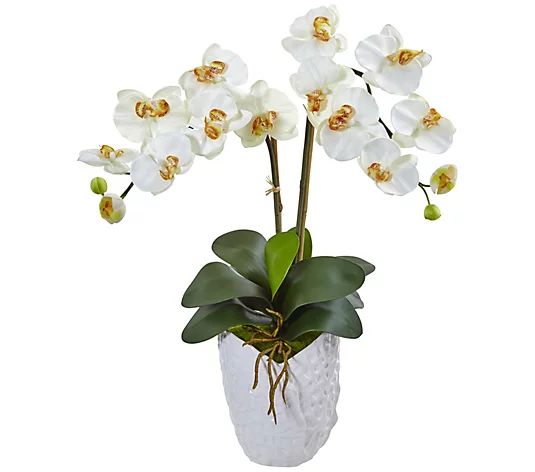 Double Phalaenopsis Orchid in White Vase by Nearly Natural | QVC