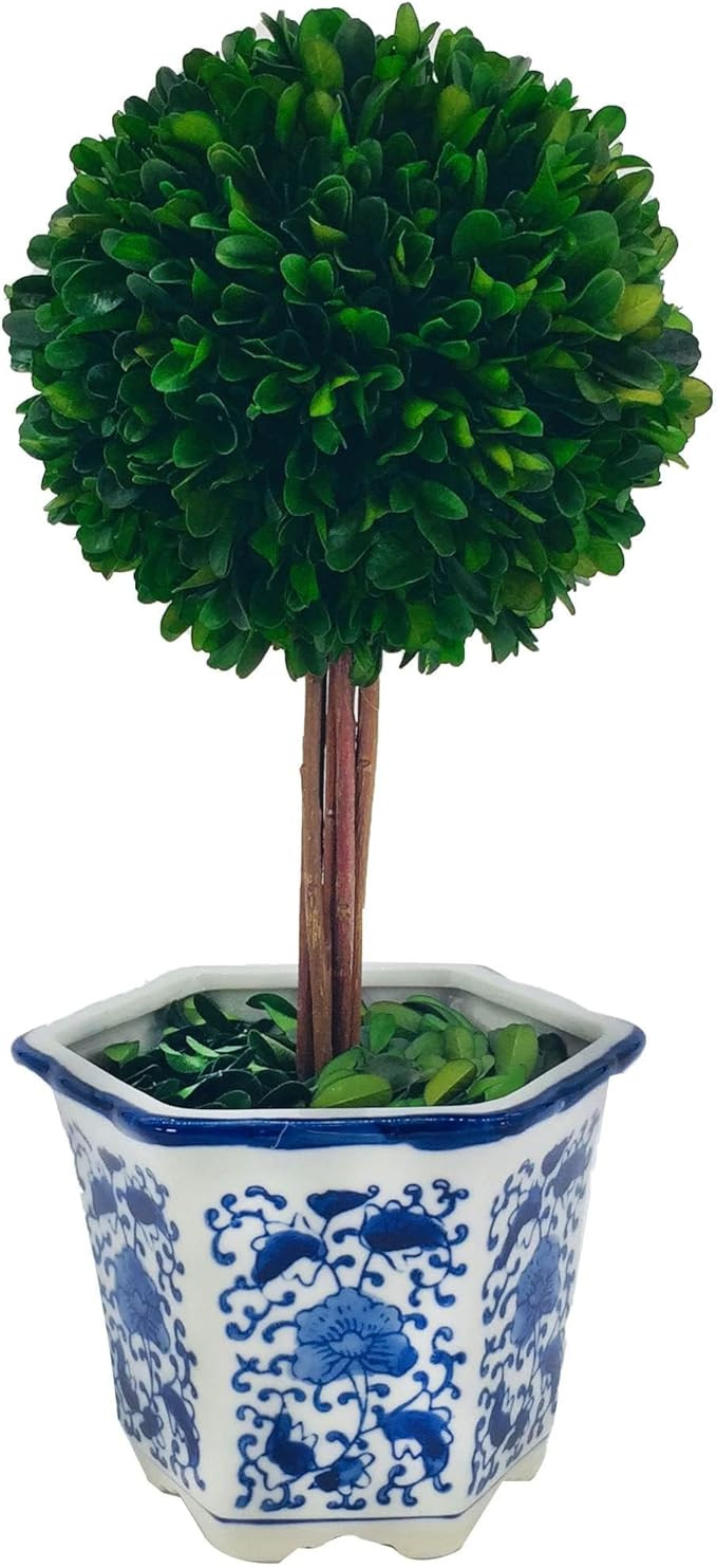 Galt International Preserved Boxwood Topiary Tree in Blue & White Ceramic Pot - Plant and Table C... | Amazon (US)