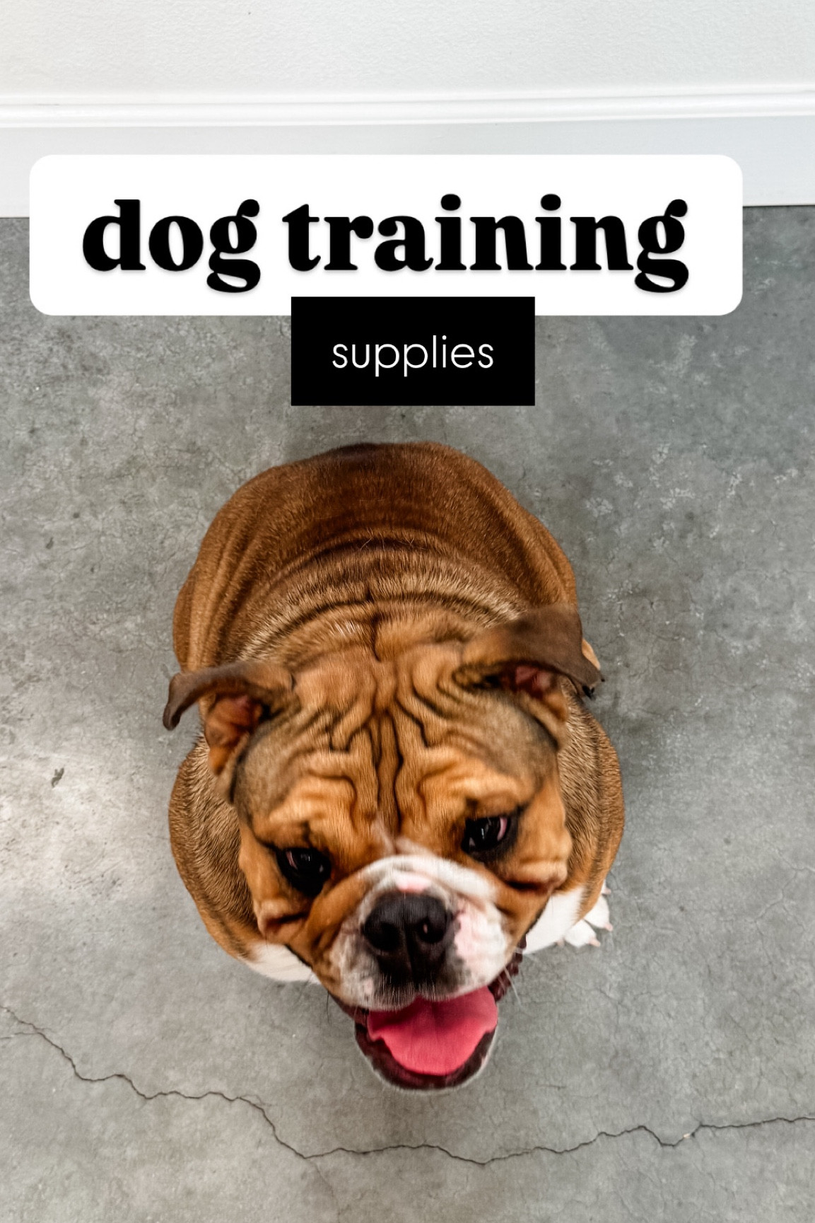 Dog training supplies 

#LTKFindsUnder50 #LTKKids #LTKActive