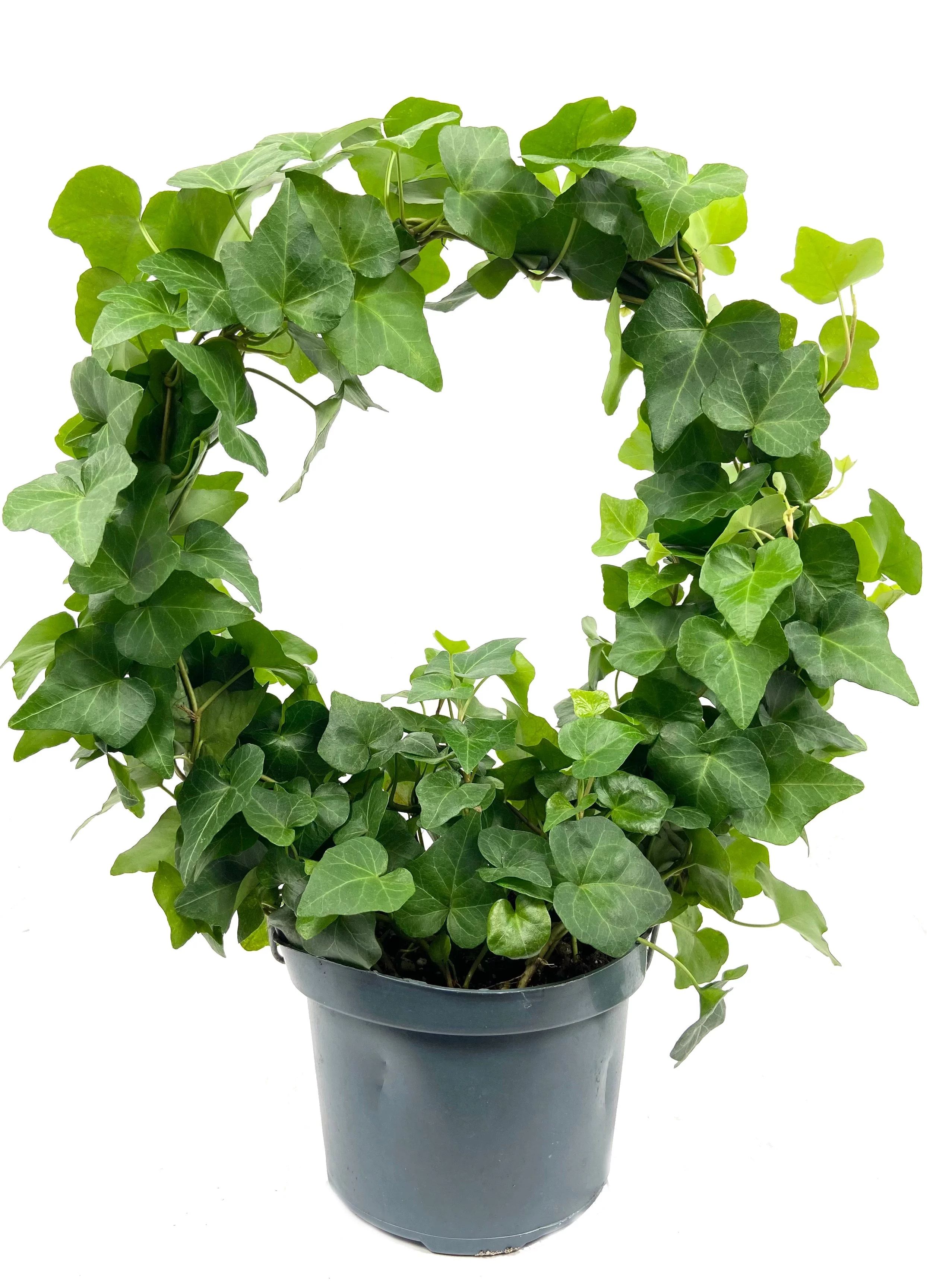 English Ivy Hoop - Live Plant in a 6 Inch Pot - Hedera Helix - Beautiful Easy Care Indoor Air Pur... | Walmart (US)