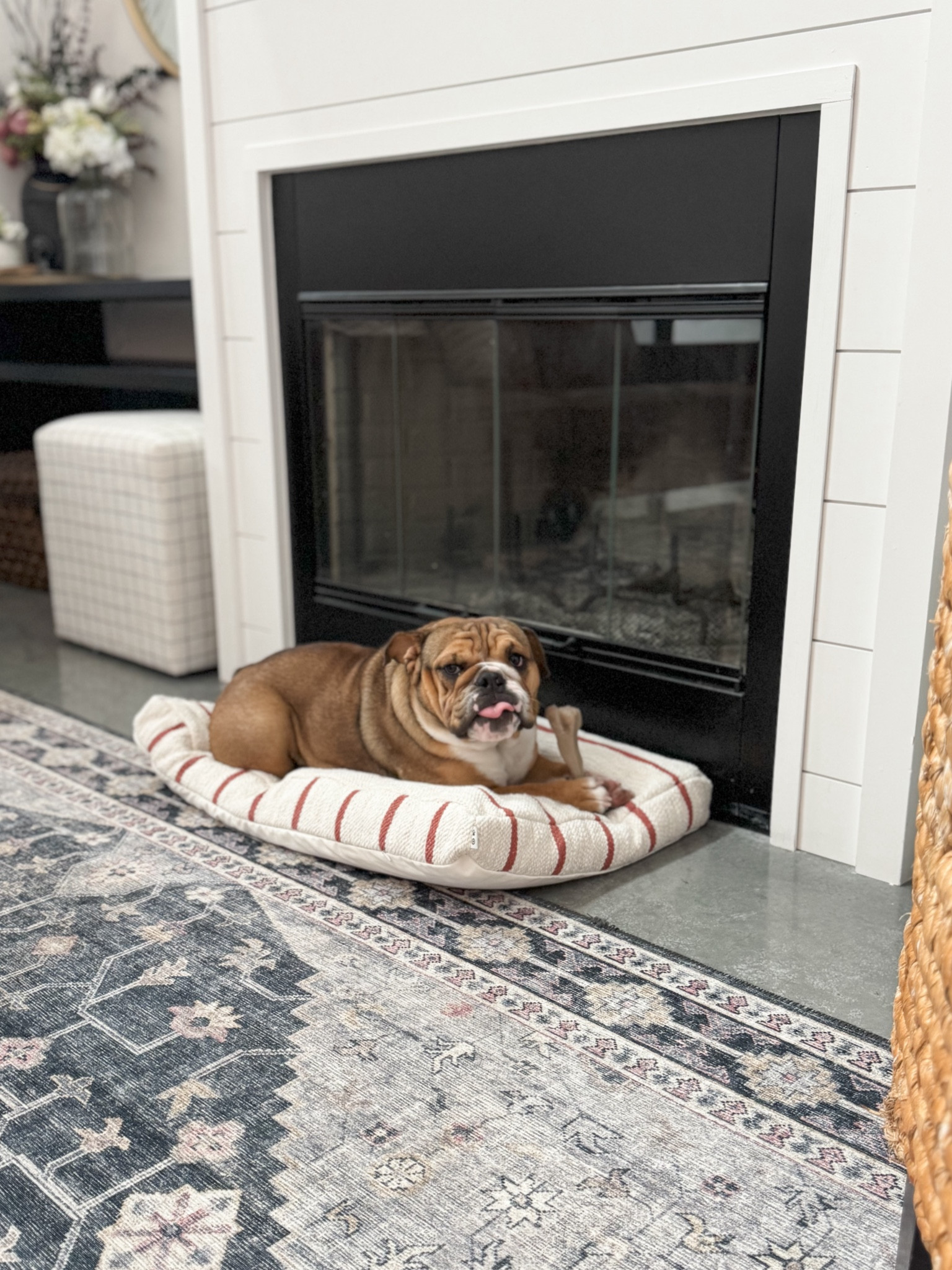 Dog bed 