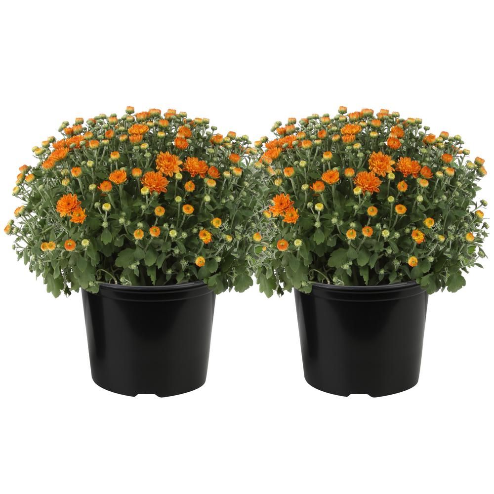 3 Qt. Ready to Bloom Fall Mums Chrysanthemum (2-Pack), Orange | The Home Depot