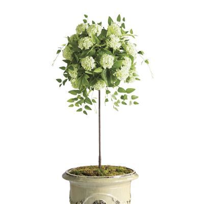 Outdoor Snowball Hydrangea 50" Potted Plant | Frontgate | Frontgate