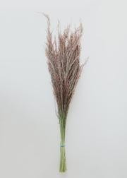 Dried Silk Grass in Pink - 20-26” | Afloral (US)
