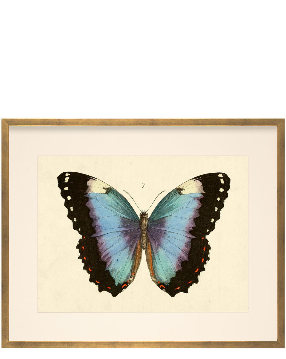 "Butterfly Series" by Whalebone Creek | Serena and Lily