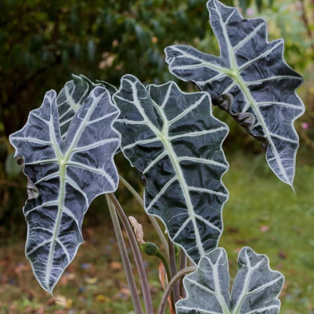 National Plant Network 4 in. Green Leaf Green Elephant Ears Plant 3 Piece | The Home Depot