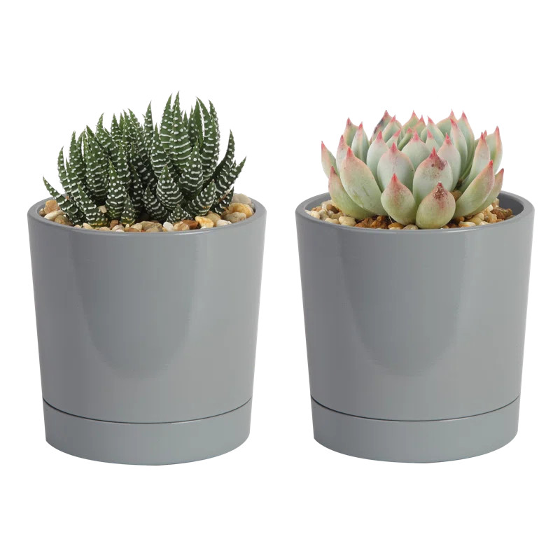 2 Piece Costa Farms Live Succulent Low Maintenance Plant in Planter | Wayfair Professional
