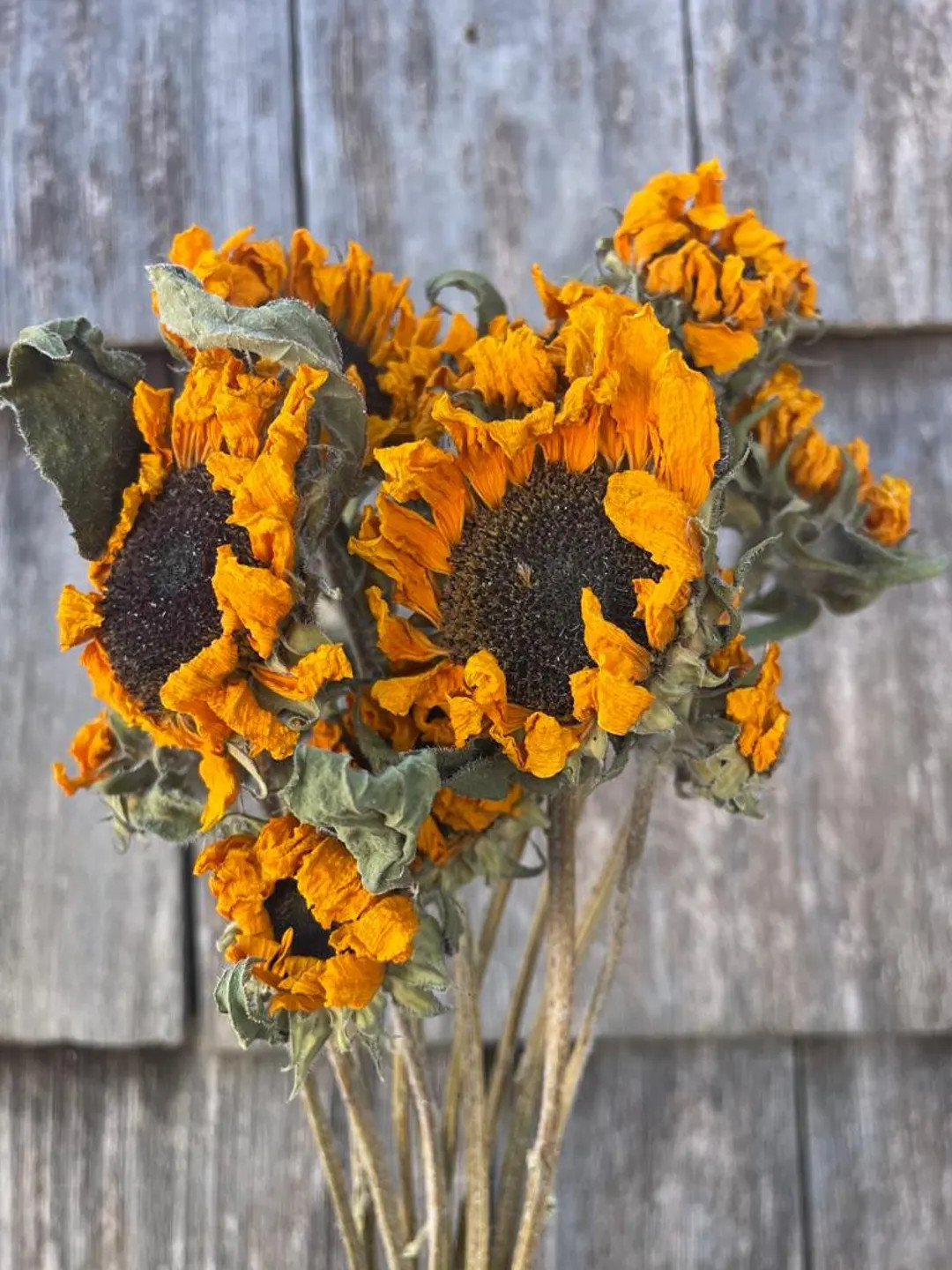 Dried Sunflowers, Small Farm Grown | Etsy (US)