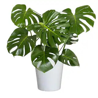 Swiss Cheese Plant Monstera Deliciosa Plant 24. in to 34 in. Tall in 10 in. White Decor Pot | The Home Depot