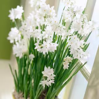 Paperwhites (Set of 5) | The Home Depot