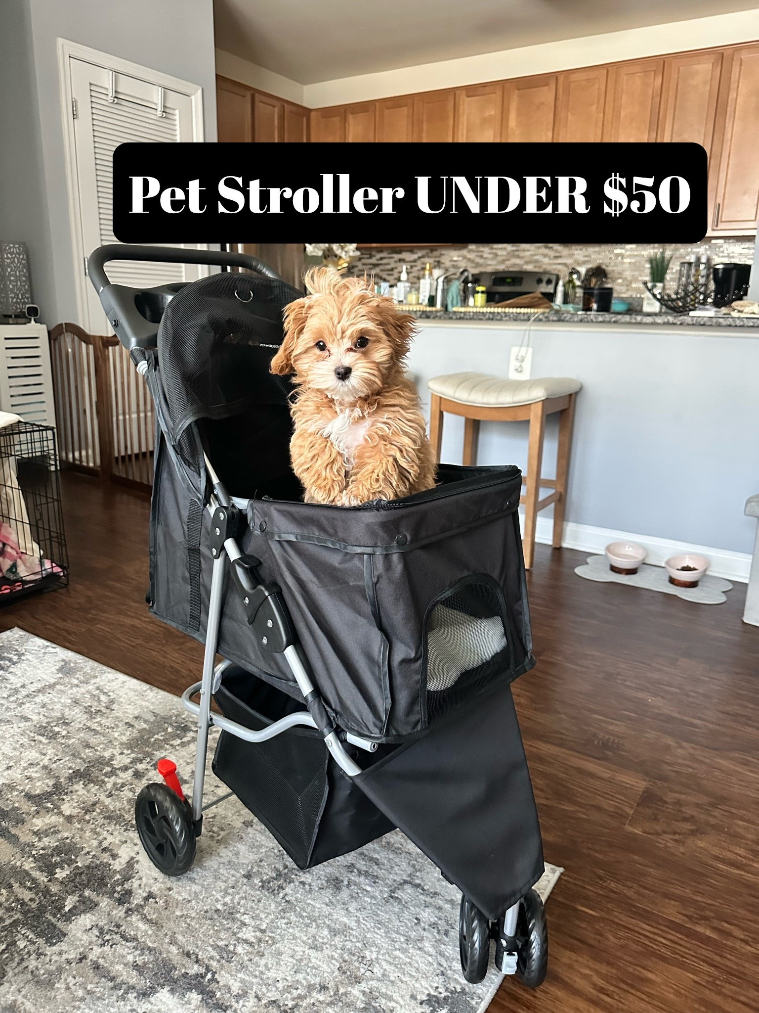 The perfect affordable lightweight and compact pet stroller! 

#LTKFindsUnder100 #LTKFindsUnder50 #LTKPets