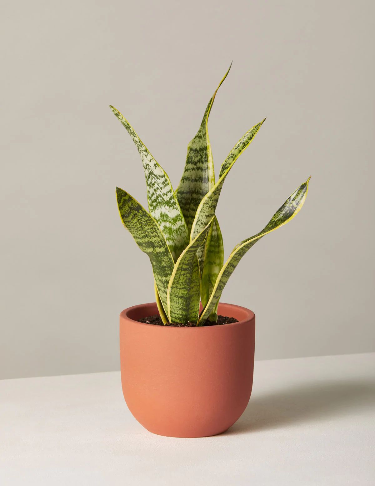 Snake Plant Laurentii | The Sill