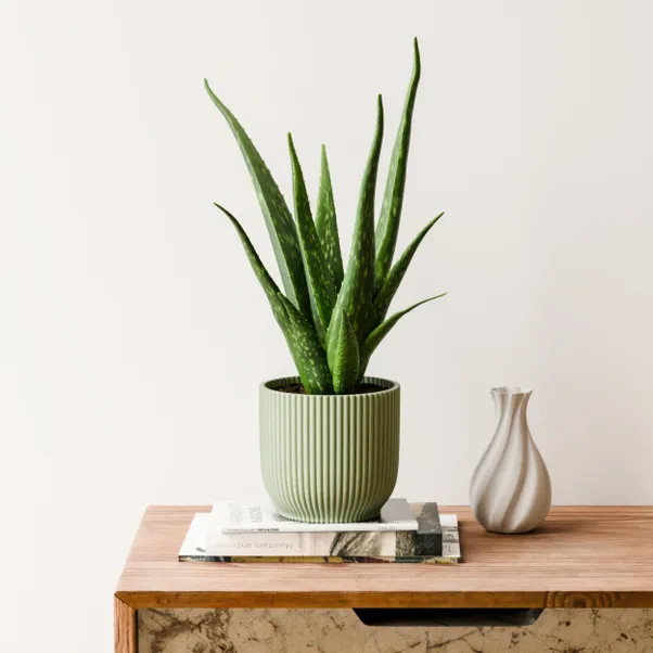 Aloe Vera House Plant in Elho Vibes Pot | Dunelm (migrated)