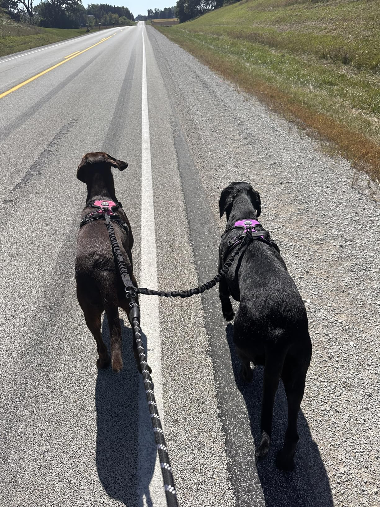 iYoShop Dual Dog Leash - 360° Swivel, No Tangle Walking Leash with Shock Absorbing Bungee for Tw... | Amazon (US)