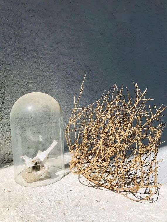 Handpicked Tumbleweed Decor  SMALL Wild Dried Plant  Perfect | Etsy | Etsy (US)