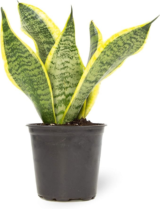 Live Snake Plant, Sansevieria trifasciata Superba, Fully Rooted Indoor House Plant in Pot, Mother... | Amazon (US)