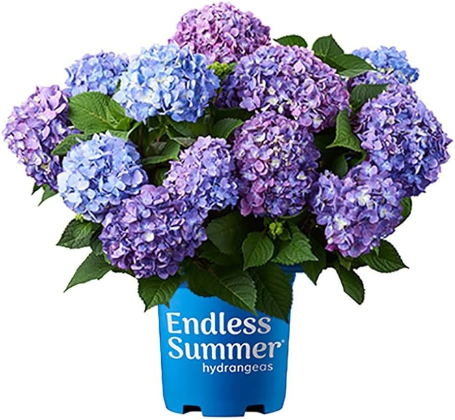 Blooming & Beautiful - BloomStruck Bigleaf Hydrangea - Endless Summer - 3 Gal - Reblooming Pink B... | Amazon (US)