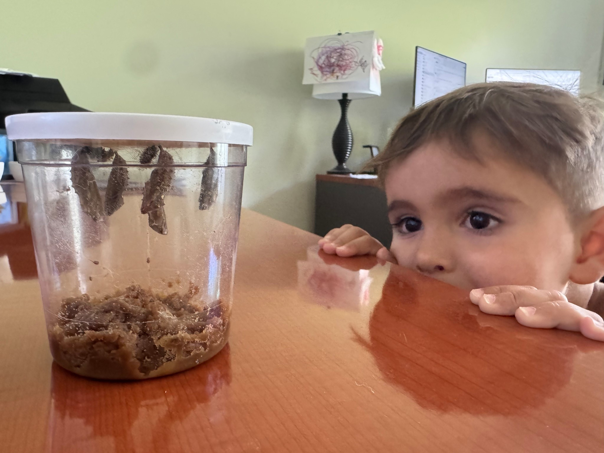 Butterfly kit for kids 🐛🦋 comes with everything you need! 

#LTKKids #LTKFamily #LTKBaby