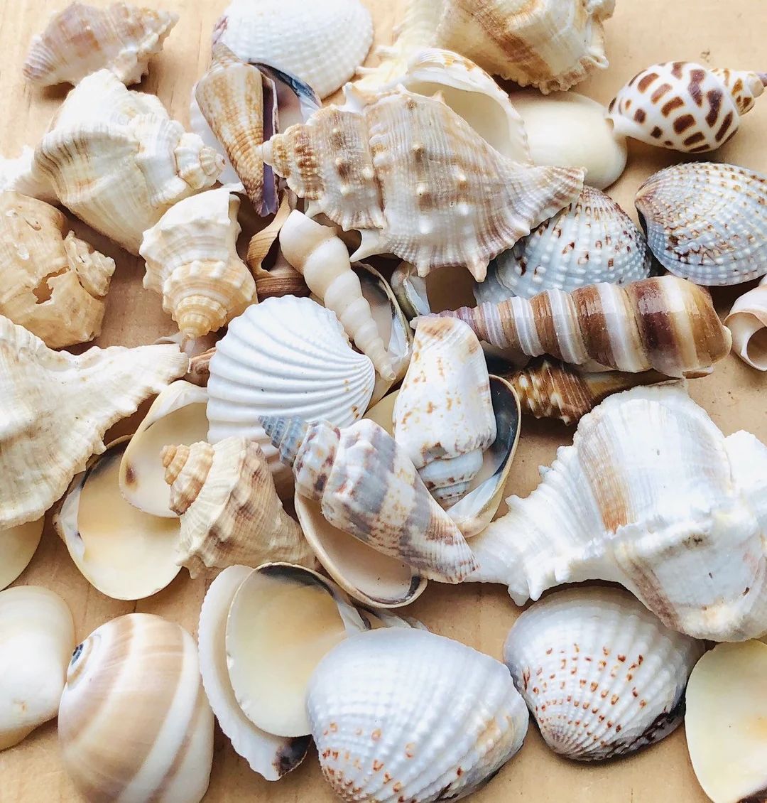 Assorted Sea Shell Mix-Beach Wedding Decor-Sea Shells Bulk-Assorted Seashell Mix-Sea Shells-Sea S... | Etsy (US)