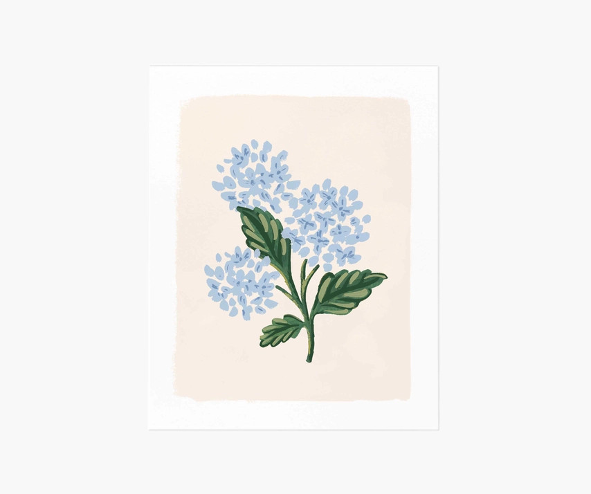 Hydrangea Bloom Cream Art Print | Rifle Paper Co.