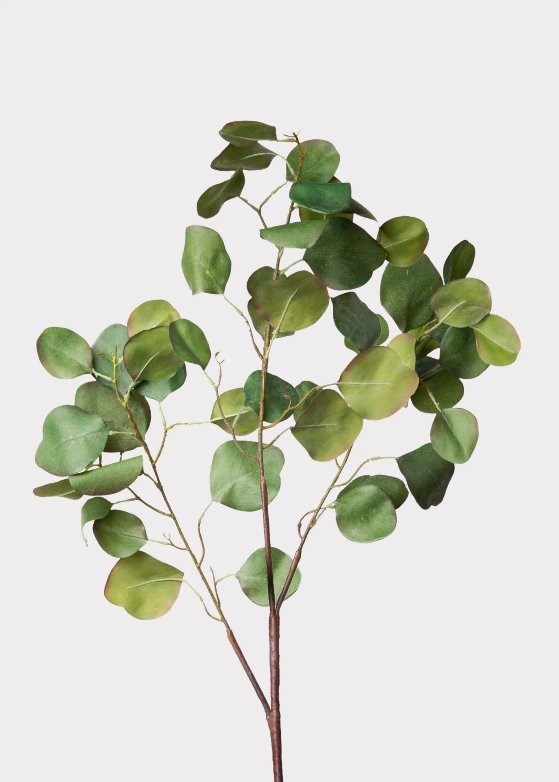 Silver Dollar Eucalyptus Branch | Lifelike Fake Green Stems | Afloral | Afloral