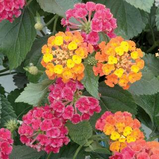 1.5 PT Lantana 'Bandana Cherry Sunrise' Annual Plant | The Home Depot