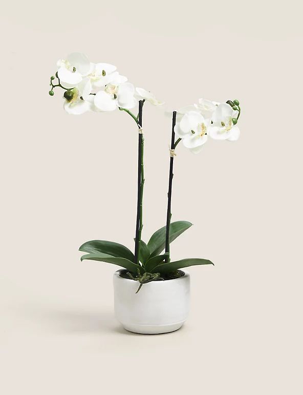 Artificial Medium Orchid Plant | Marks & Spencer (UK)