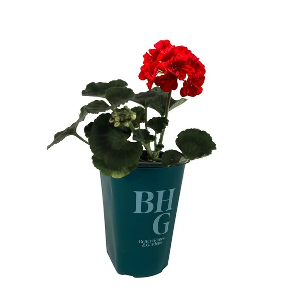 Better Homes & Gardens 1 Pint Red Seed Geranium Annual Outdoor Live Plants Full Sun | Walmart (US)
