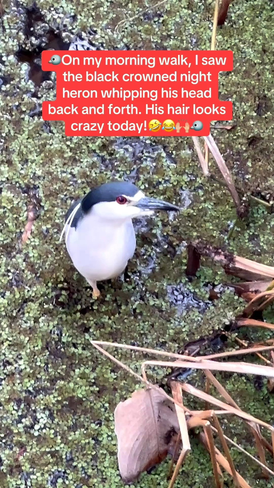 🐦On my morning walk in my Hoka sneakers I also came across the black crowned night heron. His hair looks crazy today. You never know what wildlife you’ll see in Tampa, Florida.🤣🙌🏼

#LTKSeasonal #LTKOver40 #LTKSaleAlert #LTKU #LTKTravel #LTKdayinmylife #LTKActive #LTKfitnessgoals #LTKvlog. #LTKfitnessgoals
