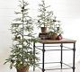 Lit Faux Pine Trees in Basket | Pottery Barn (US)