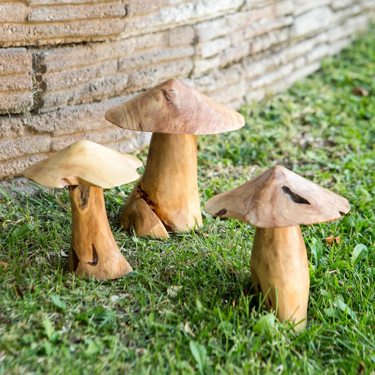 Tea Tree Root Mushroom - Large | Wayfair North America