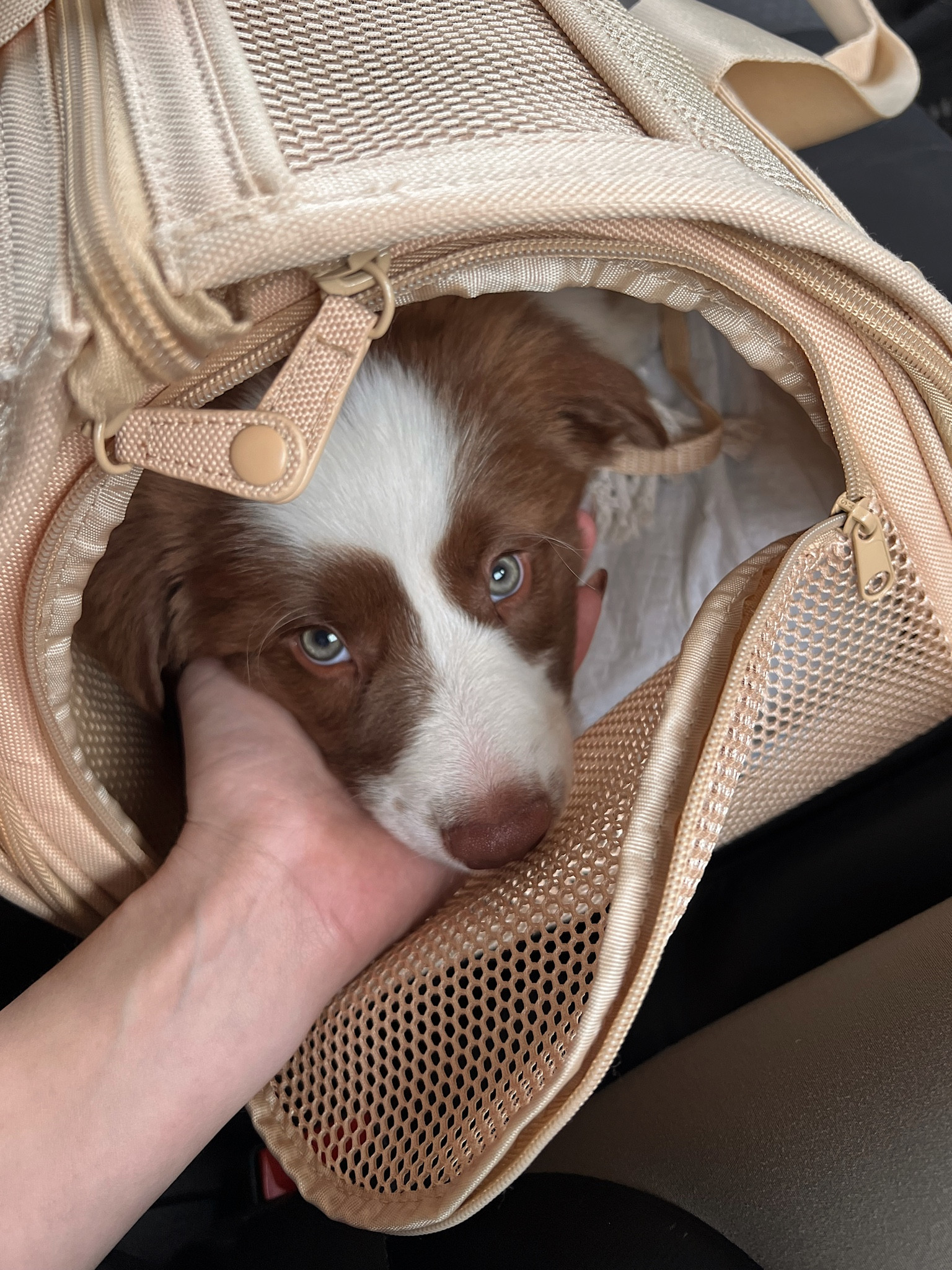 Wild One travel carrier! Honestly, so much to love about this, from the shoulder strap turning into a leash, the foldable mat bed insert, and all the pockets for puppy and personal storage… So unbeatable and chic!

#LTKtravel