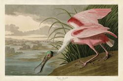Roseate Spoonbill by John James Audubon Wildlife Bird Animal Nature Poster Image Size is 12x8 Ove... | Amazon (US)