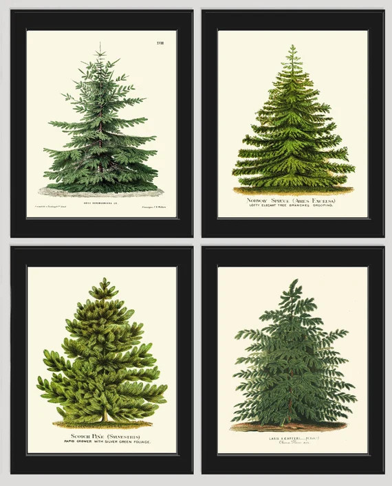 Christmas Tree Pine Print SET of 4 Botanical Antique Nordmann - Etsy | Etsy (US)
