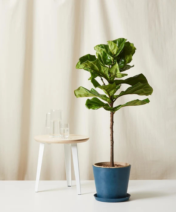 Buy Potted Fiddle Leaf Fig Indoor Plant | Bloomscape | Bloomscape