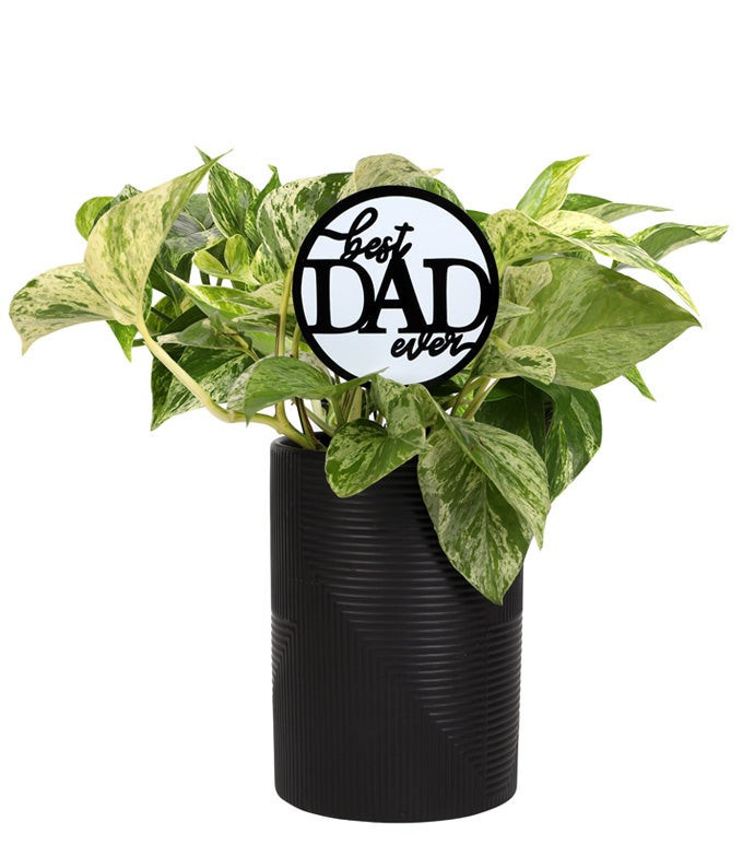 Leaf It to Dad Pothos Plant | From You Flowers