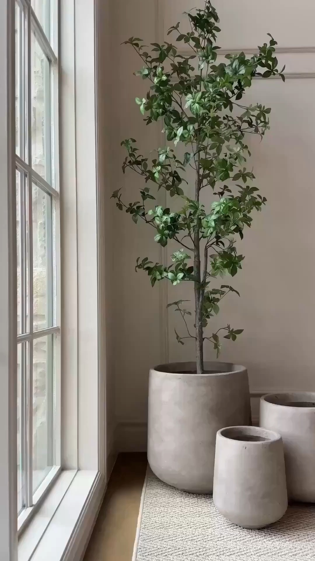 Stunning lightweight concrete planter set by Kante from Wayfair is just too good! I got these grey weathered concrete planters in a set of three, and love it so much I bought a SECOND SET!

#wayfair #planter #sale

Wayfair, planter set, outdoor planter, large planter. Tall planter, planters, planter set, indoor planters, aesthetic planter. Viral planter, home decor, interior decorating, interior styling, cozy home, modern home, vintage modern, cozy home vibes, sale alert, affordable decor, faux tree, target tree, studio McGee, threshold

Follow my LTK @Stonebrook_Home_ on the @shop.LTK app to view this post and get my exclusive app-only content!

#liketkit 
@shop.ltk
https://liketk.it/5XLQN 


#liketkit #LTKdayinmylife #LTKHome #LTKSeasonal #LTKSeasonal #LTKHome #LTKdayinmylife
@shop.ltk
https://liketk.it/61n8n

#LTKSeasonal #LTKHome #LTKdayinmylife