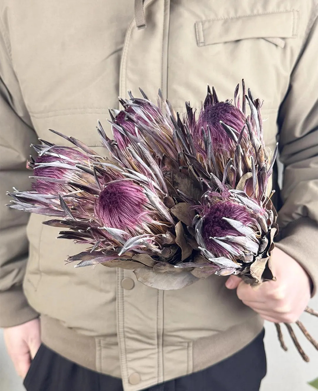 Natural Protea King Stems,dried Purple Protea Flower,dried Flower Arrangement,dry Flower for Vase... | Etsy (US)